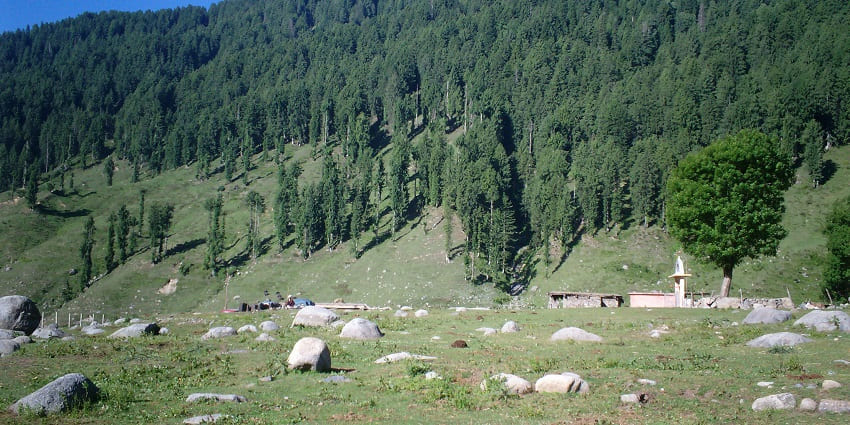 pine-covered forest landscape in Sarthal, showing thick greenery and hilly terrain