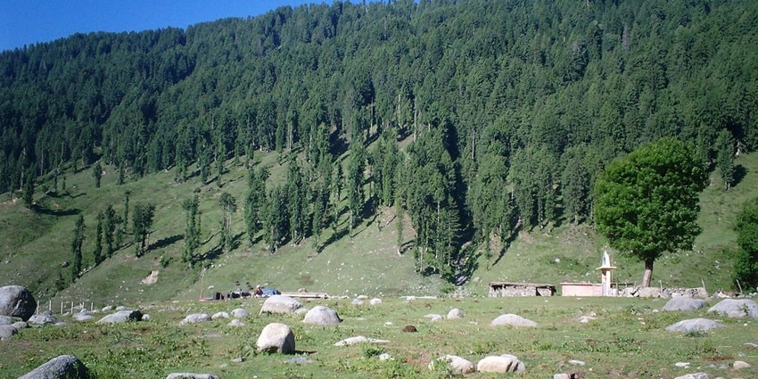 A view of the greenery of the Sarthal forest in the Kathua district of Jammu and Kashmir