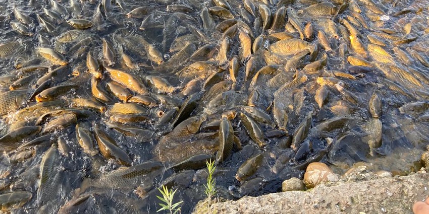 Visit the Mansar lake near this sanctuary to view the variety of fish species here