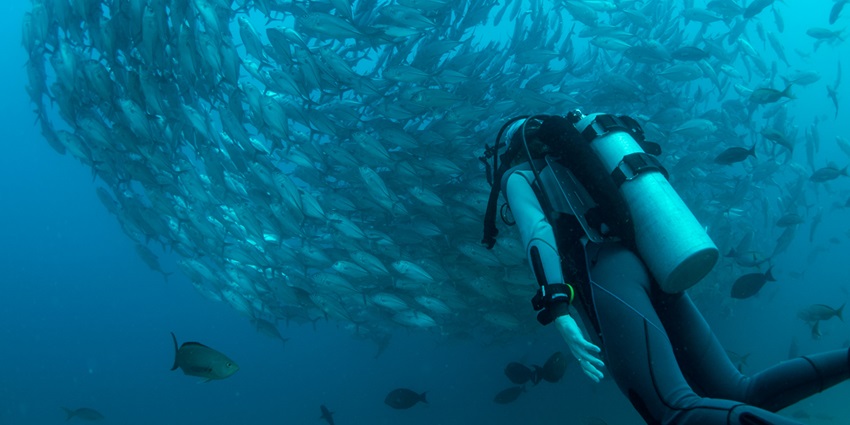 A view of a person scuba diving underwater with a school of fish, a must-try activity.