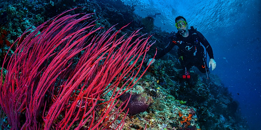 Exploring marine life is one of the most popular things to do in Andaman in December.