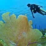 Scuba diving alongside the coral reefs and wild creatures under the sea