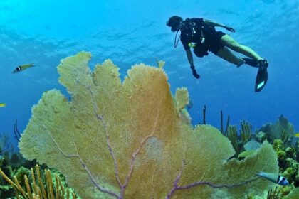 Scuba diving alongside the coral reefs and wild creatures under the sea