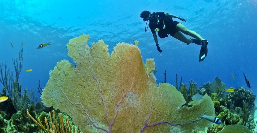 Scuba diving alongside the coral reefs and wild creatures under the sea