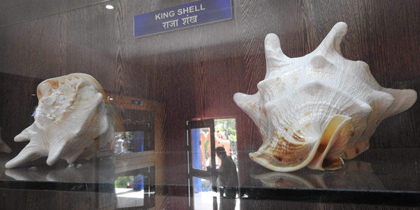Visit Samrudrika Naval Marine Museum on your next travel to learn about Andaman’s history.