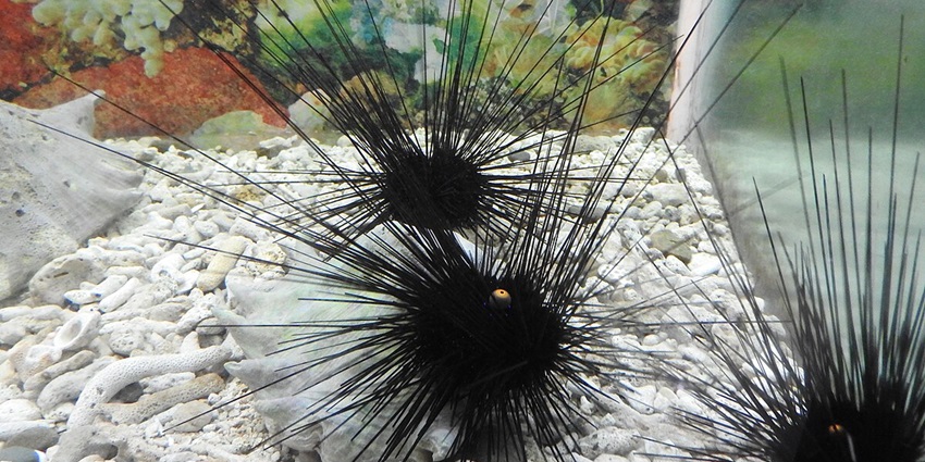 Sea Urchins, a type of sea animal can be spotted at the Anthropological Museum.