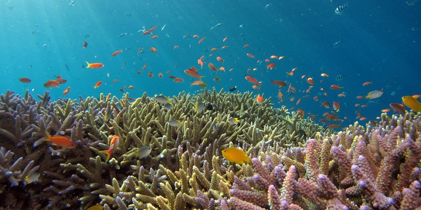 View of the clear turquoise underwaters with vibrant coral reefs all around