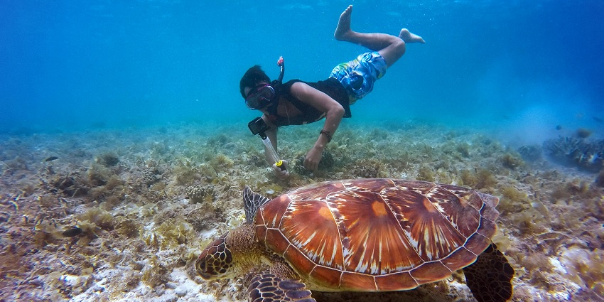 Galathea National Park’s surrounding area is full of sea turtles & is ideal for snorkelling
