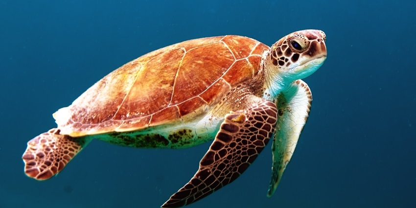 Snorkelling in Havelock Island is ideal to discover sea turtles, marine species and corals