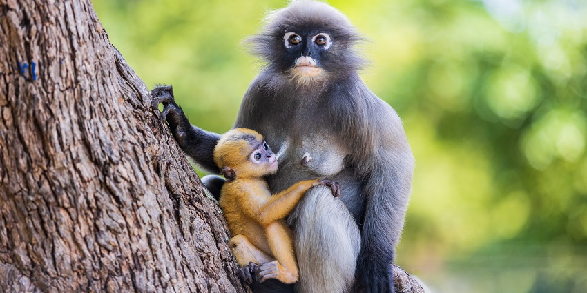 A photo of yellow baby of Dusky langur along with its mother captured in Thailand.