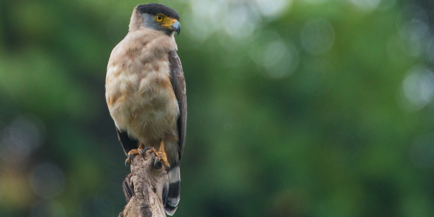 Nicobar serpent eagle, a majestic bird of prey with dark plumage in Campbell Bay National Park