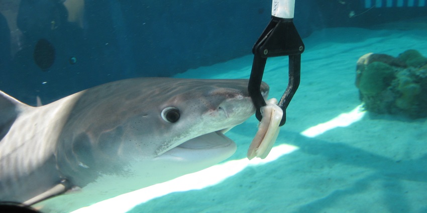 Feed food to the Sharks at the Shark Feeding Encounter on your next trip to Dubai.