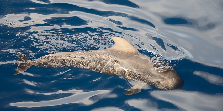 Beautiful image of a shark baby swimming in the clear waters - Scuba diving in Kerala