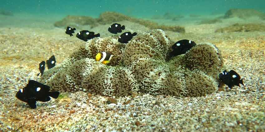 Discover the diverse marine life while snorkelling under the waters of Sharm rock