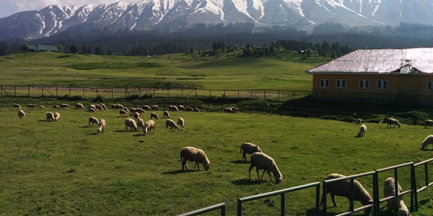 Sheep grazing on the serene and tranquil foothills of a paddy field in Gulmarg, Kashmir