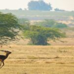 A fascinating view of a deer running on a dry grassland with green trees around it.