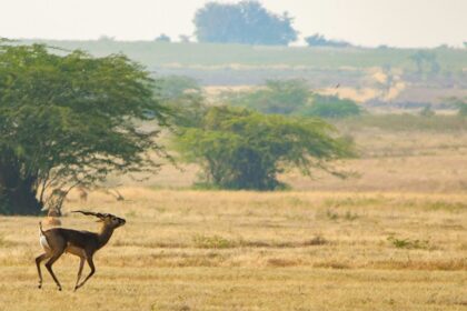 A fascinating view of a deer running on a dry grassland with green trees around it.