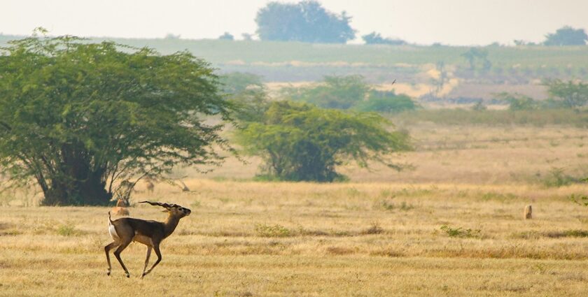 A fascinating view of a deer running on a dry grassland with green trees around it.