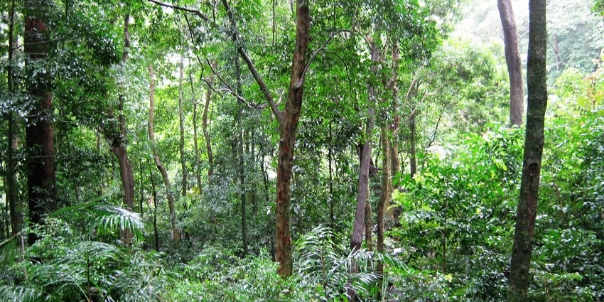 One of the best wildlife sanctuaries in Kerala, this has a reputed place in the world for its richness.