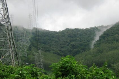 Lush green views of a wildlife sanctuary