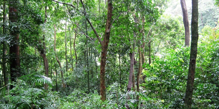 Image of shendurney wildlife sanctuary - places to visit in kollam