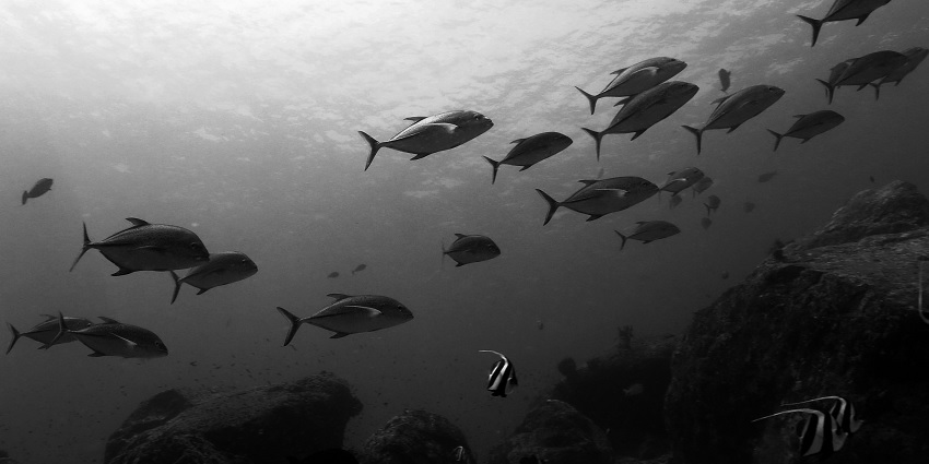 Dive in the deep waters of Cinque Island near Port Blair to witness an amazing Bluefin