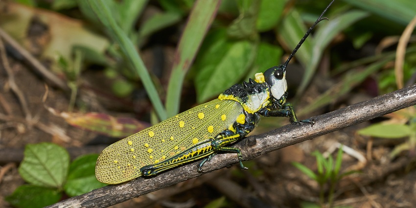 One of the best wildlife sanctuaries in Kerala, this is known for the unique tranquilty it possesses.