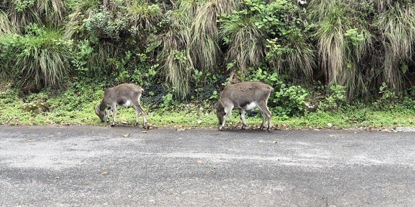 Snap of wild endangered deer roaming in the National Park in Kerala
