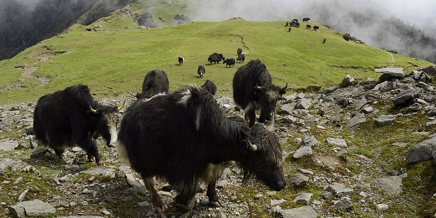 Singalila National Park Alt text: Yaks at the Singalila National Park - one of the best places to visit near Darjeeling.