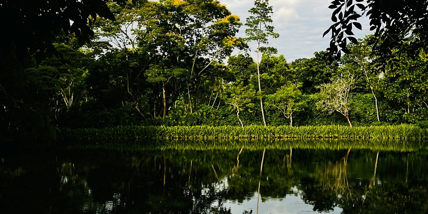 Singapore Botanic Gardens is a stunning lush green place to visit in Singapore for all.