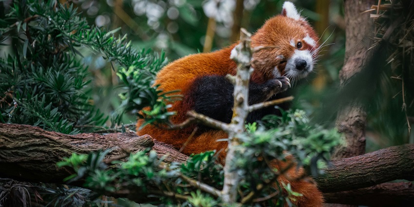 A stunning view of a red animal sitting on branch a tree in Singapore Zoo during the day.