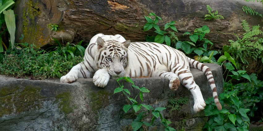 Breathtaking view of a white lion in the Singapore Zoo amidst greenery during the daytime.
