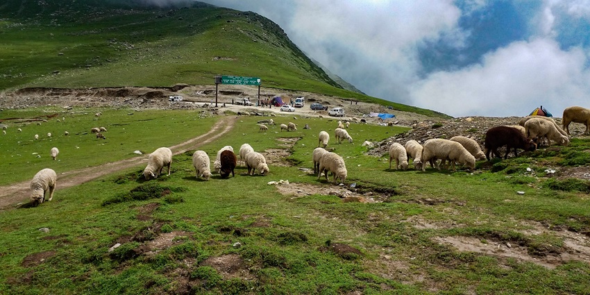 Image of Sinthan Top with herd of sheeps in their natural habitat - one of the best places to visit near kishtwar national park