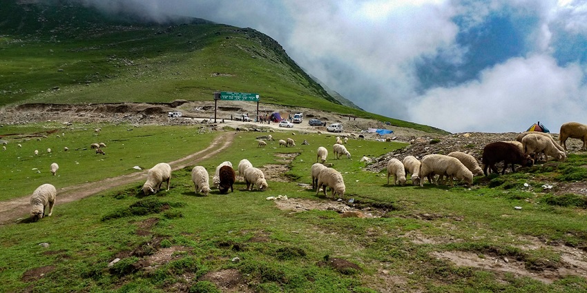 Sheep herding on Sinthan Top, which is one of the places in Kashmir to visit in March
