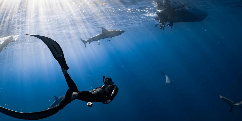 Explore the rare & wild marine creatures under the turqoise blue waters while snorkelling.