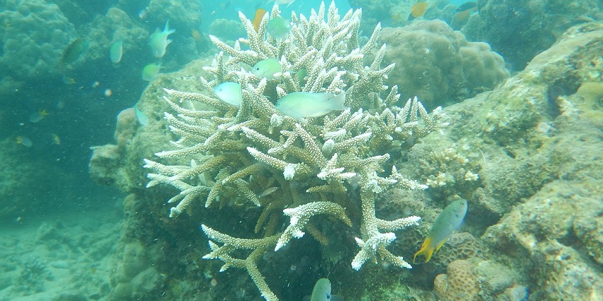 A majestic view of undersea marine life, fish and rocks witnessed through snorkelling.