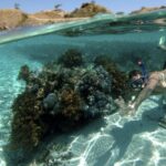 A view of a snorkeler, off the shore, with all the essential gears and equipment.