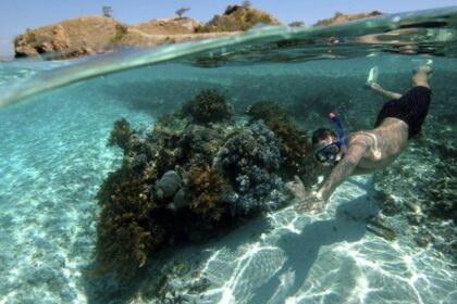 A view of a snorkeler, off the shore, with all the essential gears and equipment.