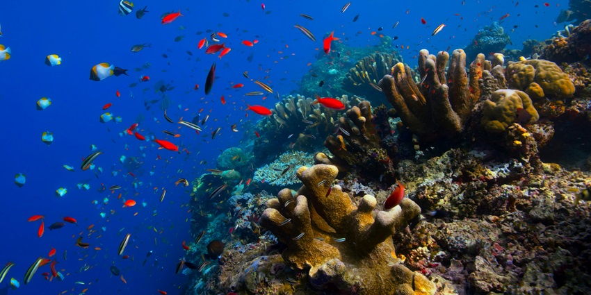 Visiting Elephant Beach is one of the best things to do in Andaman in December for all.