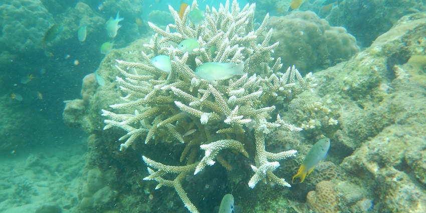 Snorkelling is a fun water sports in Havelock Island wherein you can enjoy the underwater life