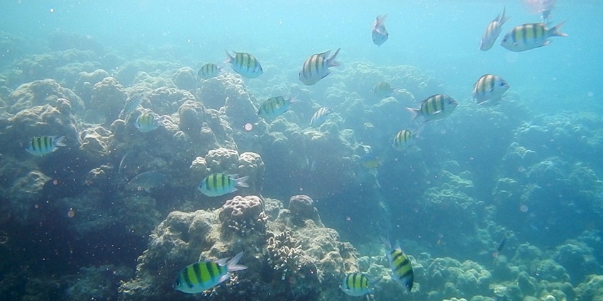 Witness the coral reef and underwater creatures while snorkelling on Elephant Beach.