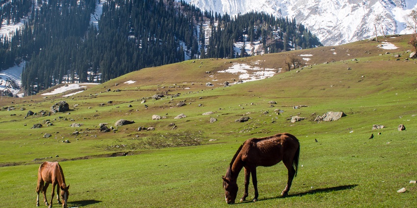 A picture of horses grazing grass at a meadow with snow-covered mountains in the background