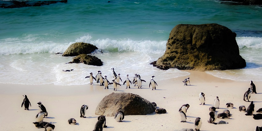 A mesmerising view of penguins walking out of the sea in Cape Town, South Africa