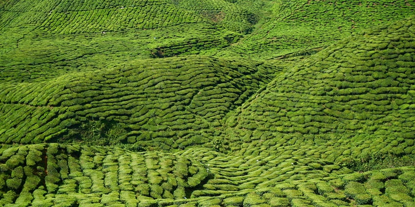 Exploring Castleton Tea Estate is one of the best things to do in Kurseong, Darjeeling.