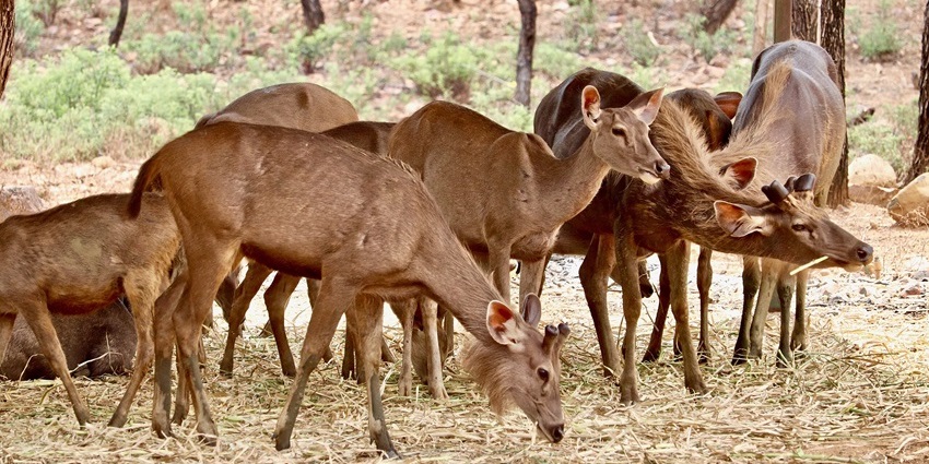 Sri Venkateswara Zoo is one of the largest zoos in India, featuring diverse wildlife.