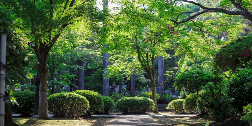 A lush green view of a garden with trees of different shapes and sizes with flowers.