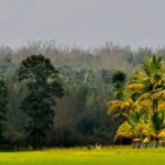 A Picturesque view of a Ricefarm amidst Coconut Trees and Green lush hill