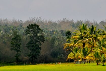 A Picturesque view of a Ricefarm amidst Coconut Trees and Green lush hill