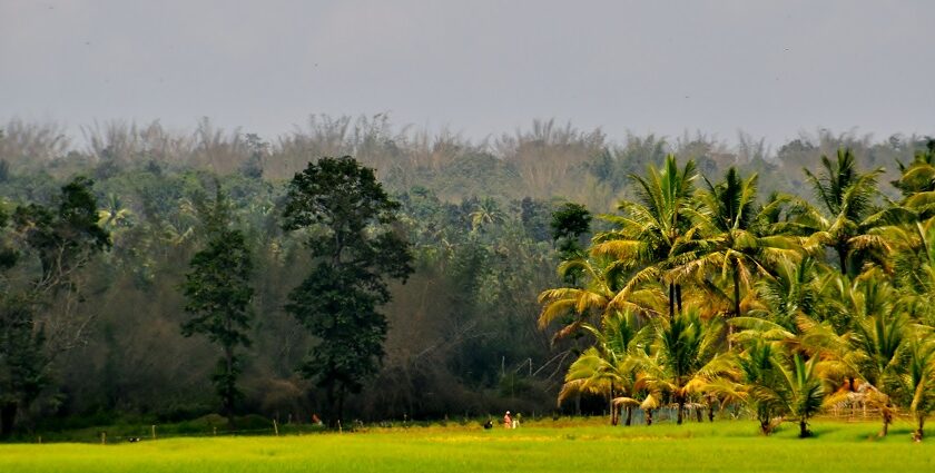 A Picturesque view of a Ricefarm amidst Coconut Trees and Green lush hill