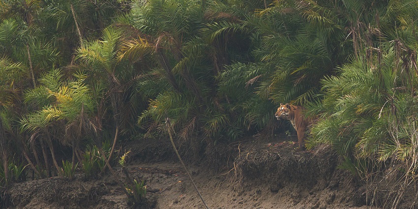 View of a tiger hiding in tiger palm (called so because of the colouration of its leaves)